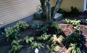 Drip Irrigation